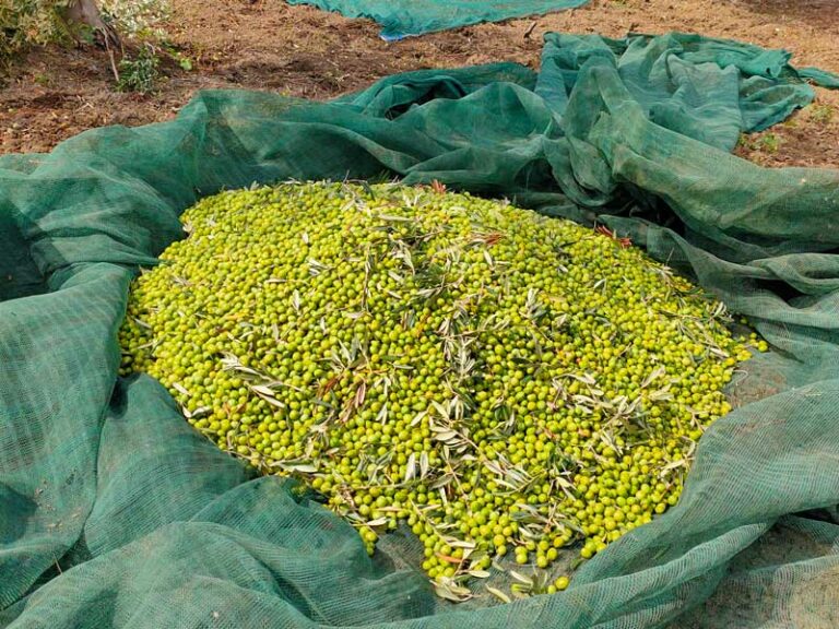 olive-raccolte