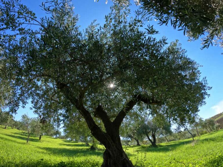 olivo-tortorici
